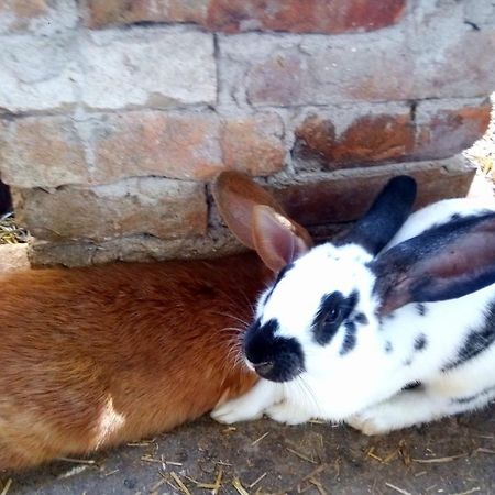 Hotel Jurtafarm Ráckeve - a nomád luxus Esterno foto