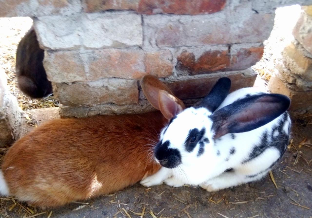 Hotel Jurtafarm Ráckeve - a nomád luxus Esterno foto