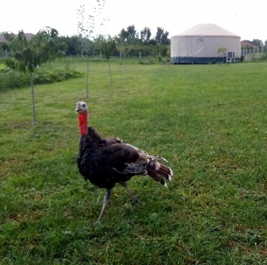 Hotel Jurtafarm Ráckeve - a nomád luxus Esterno foto